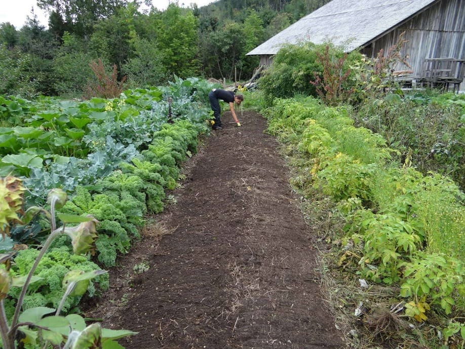 rangée de terreau dans un potager