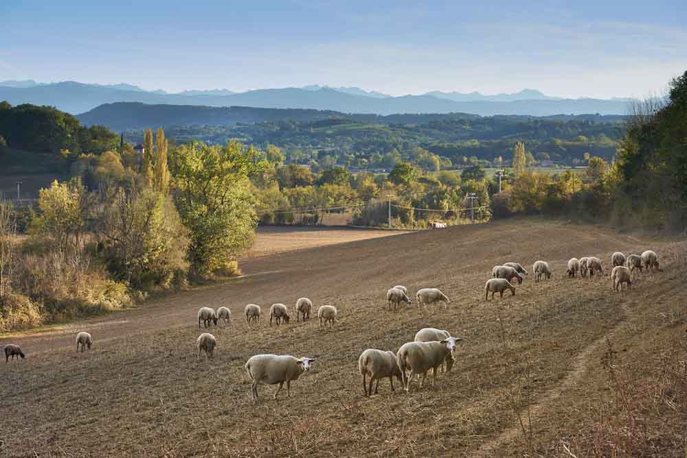 Les vertus de l'amendement organique